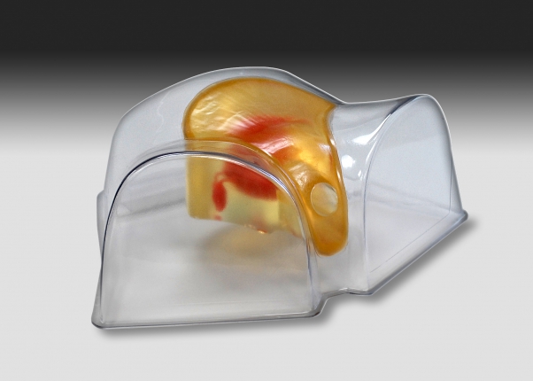 FemaleUltrasoundTrainingPelvis.jpg 404